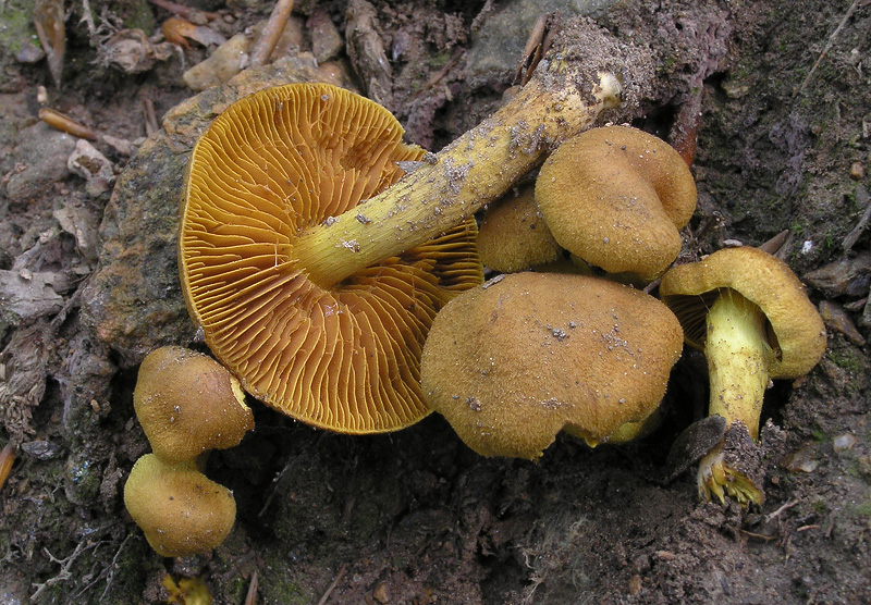 Cortinarius cinnamomeus